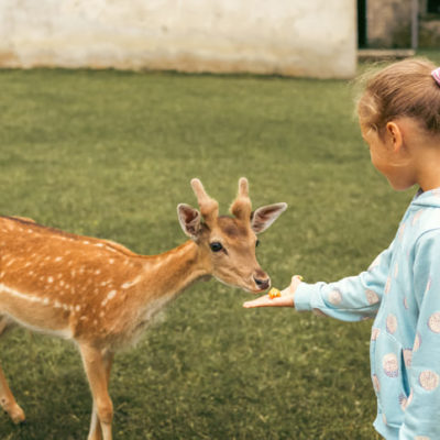 Wildpark Main-Kinzig-Kreis
