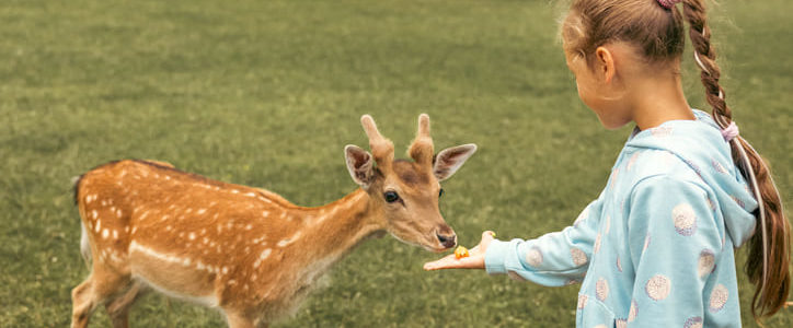 Wildparks im Main-Kinzig-Kreis: Entdecke die heimische Tierwelt!