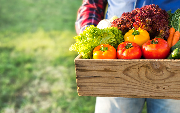 Landwirt hält Box mit frischem Bio-Gemüse 