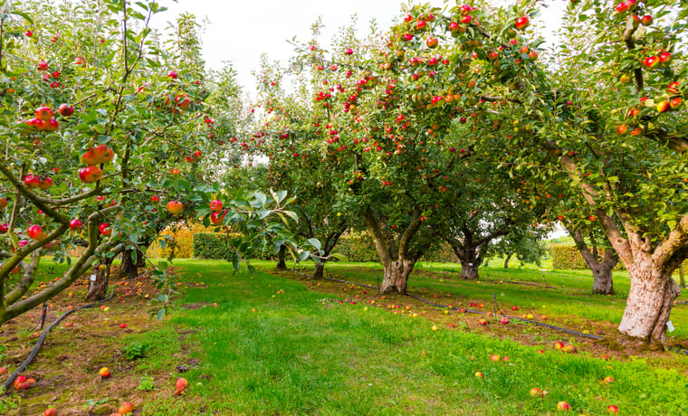 Streuobstwiesen Main-Kinzig-Kreis
